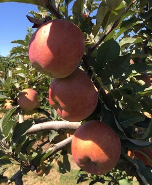 Melrose apples