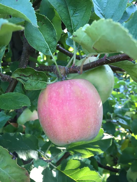 Rome and Cripps Pink (aka Pink Lady) are Ready! — Beilke Family Farm