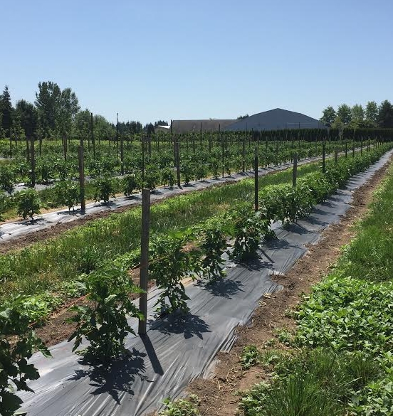 U-Pick tomatoes starting to grow!