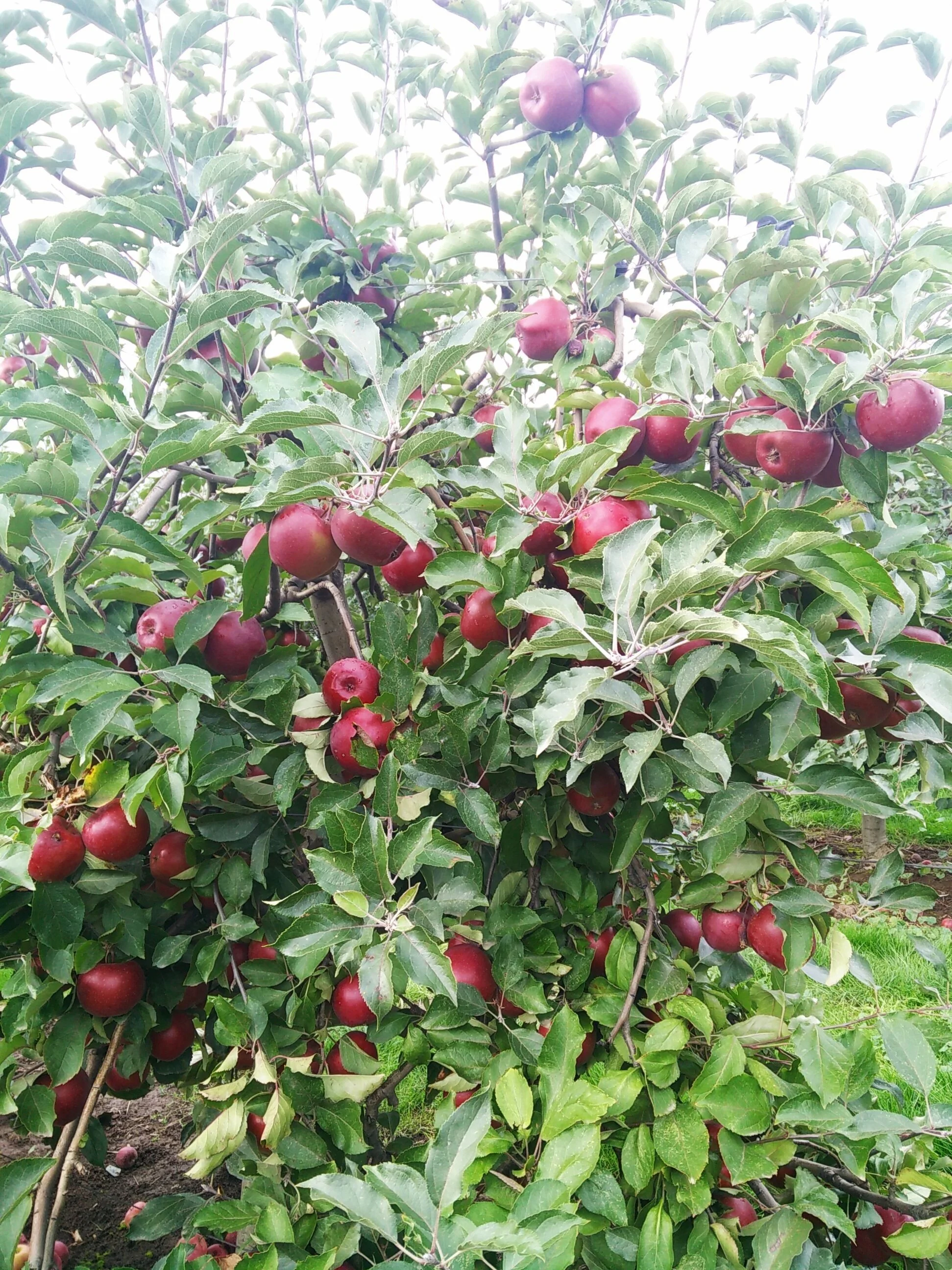Rome around the Orchard — Beilke Family Farm