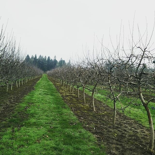 It may be winter, but our hard working team is staying busy getting our orchard pruned. We heavily prune our apples every year to keep the fruit low and plentiful. How many of you still have some of your storing apples left?

#appleorchard #upickappl