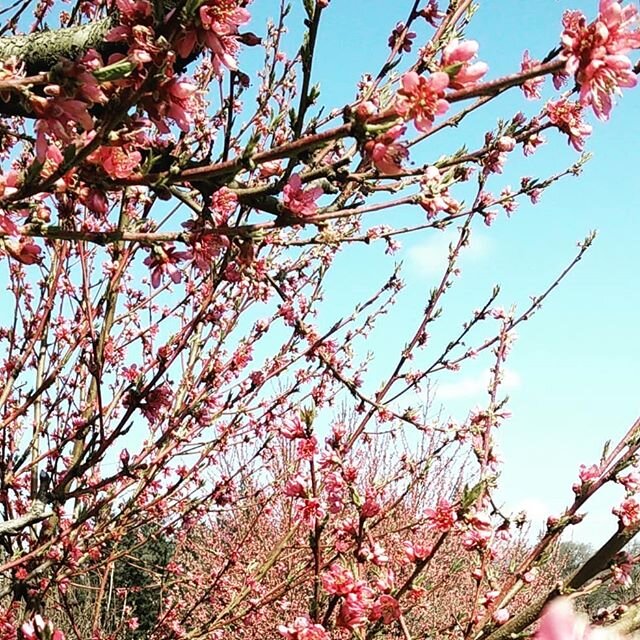 Happy First Day of Spring!
Head over to our FB page to check out our Spring Break Beilke Farm &quot;School&quot;

BEILKEFAMILYFARM.COM

4925 Rockdale St NE Brooks, OR 97305

#firstdayofspring #blossoms