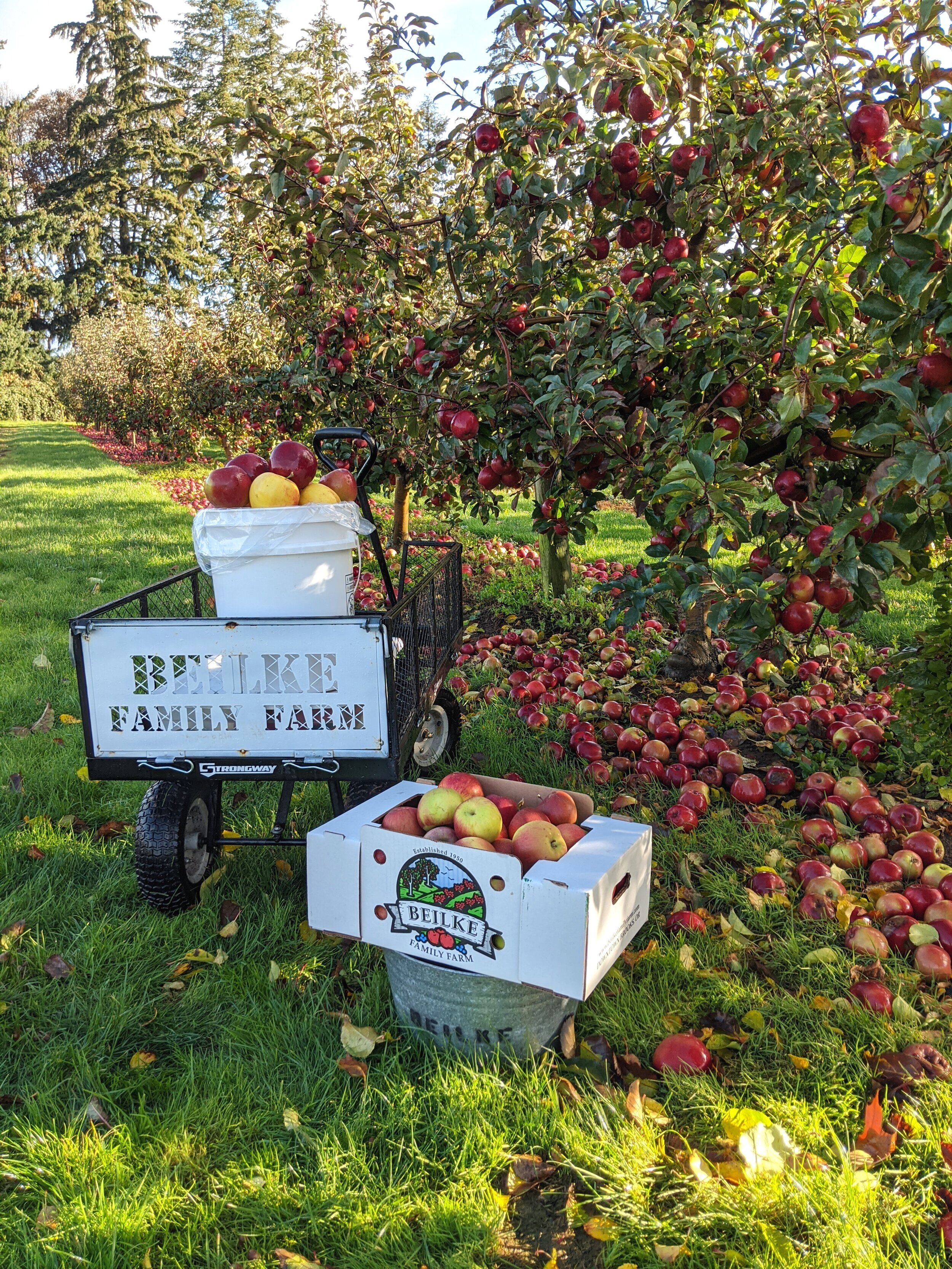Fuji Apples Are Ready! Tomatoes Still Available but Winding Down. — Beilke  Family Farm