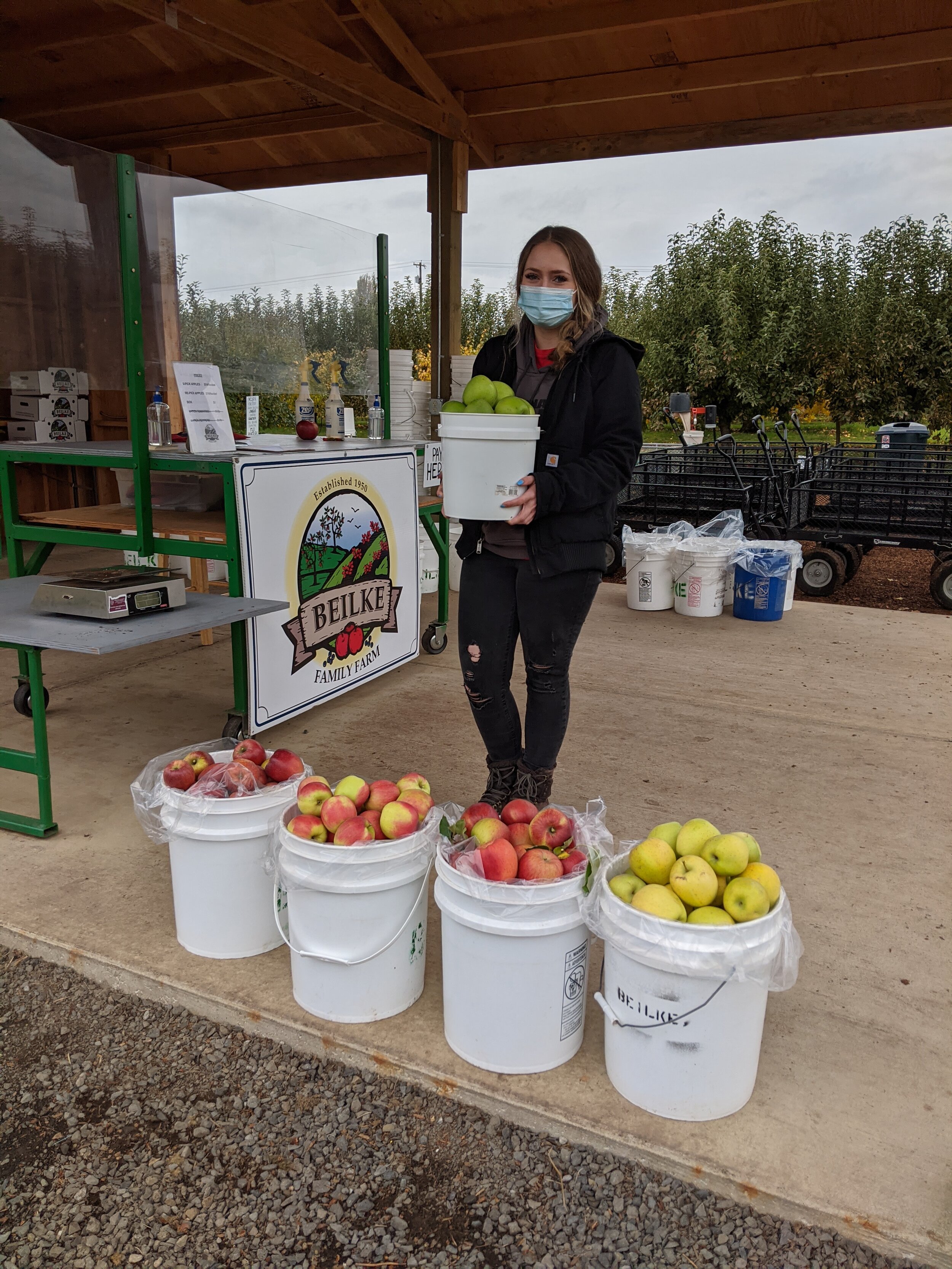 Honeycrisp apples are ready!! — Beilke Family Farm