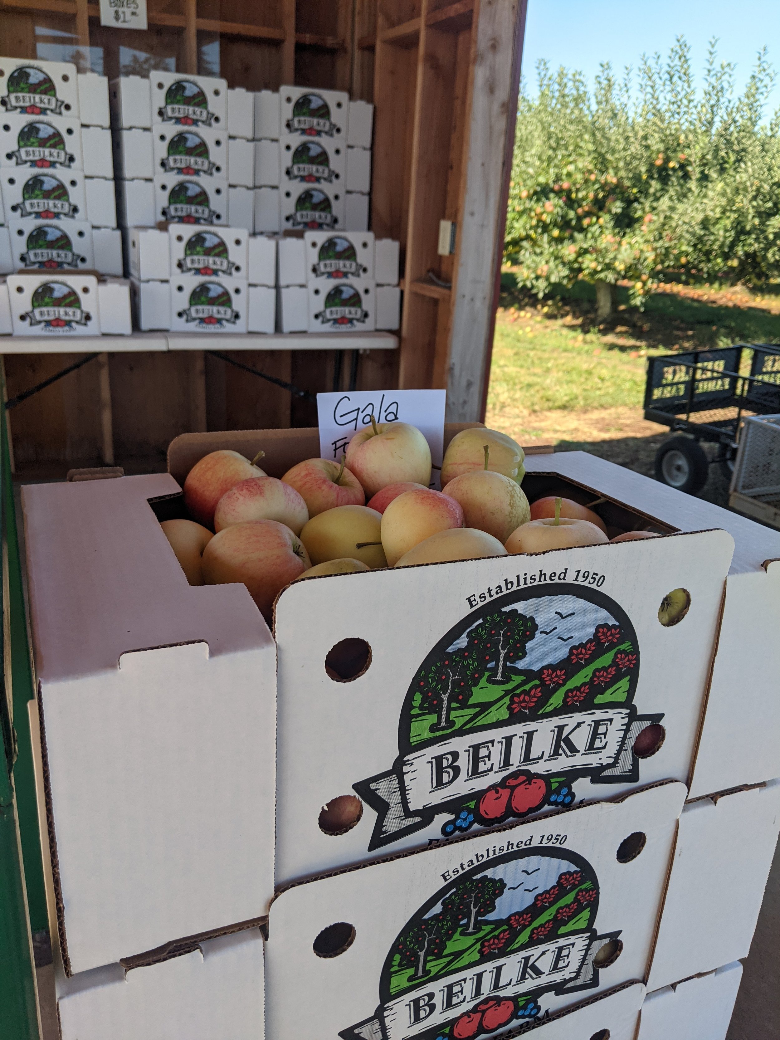 Fuji Apples Are Ready! Tomatoes Still Available but Winding Down. — Beilke  Family Farm
