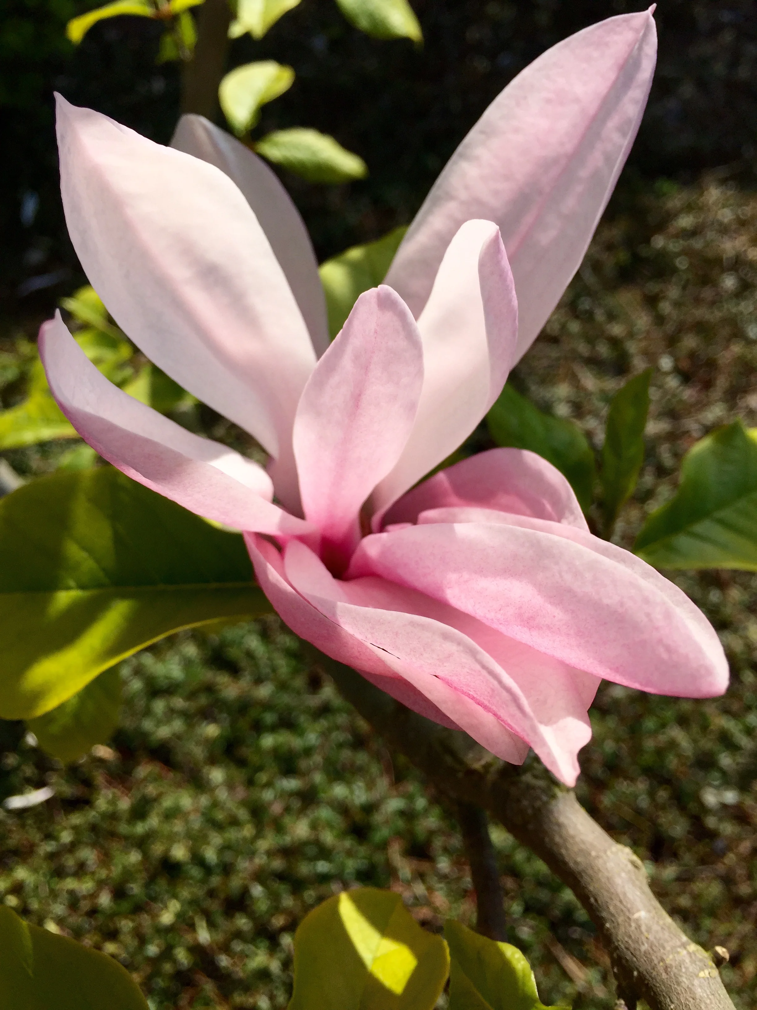 Flower pic.jpg