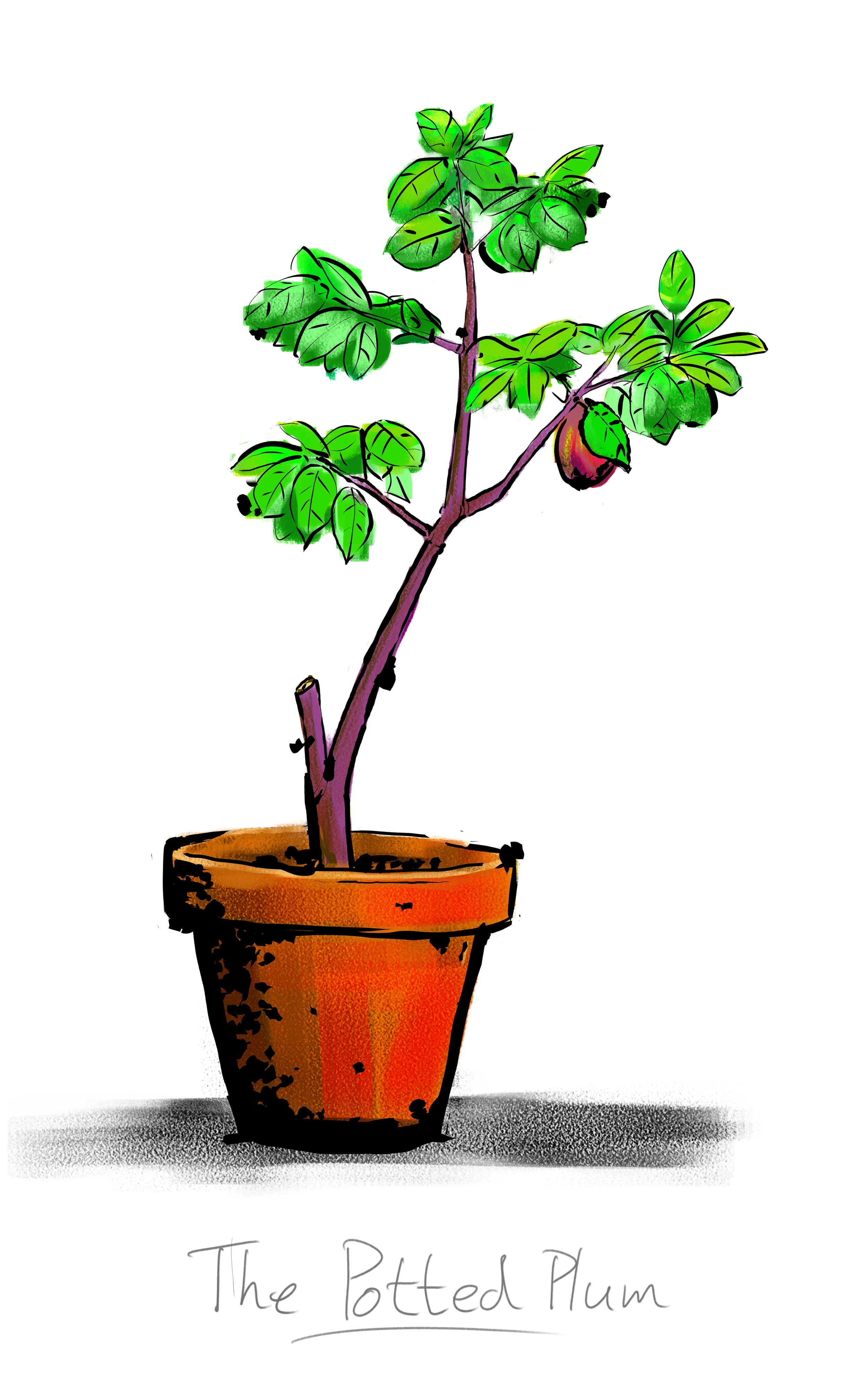 pottedplum2500.jpg