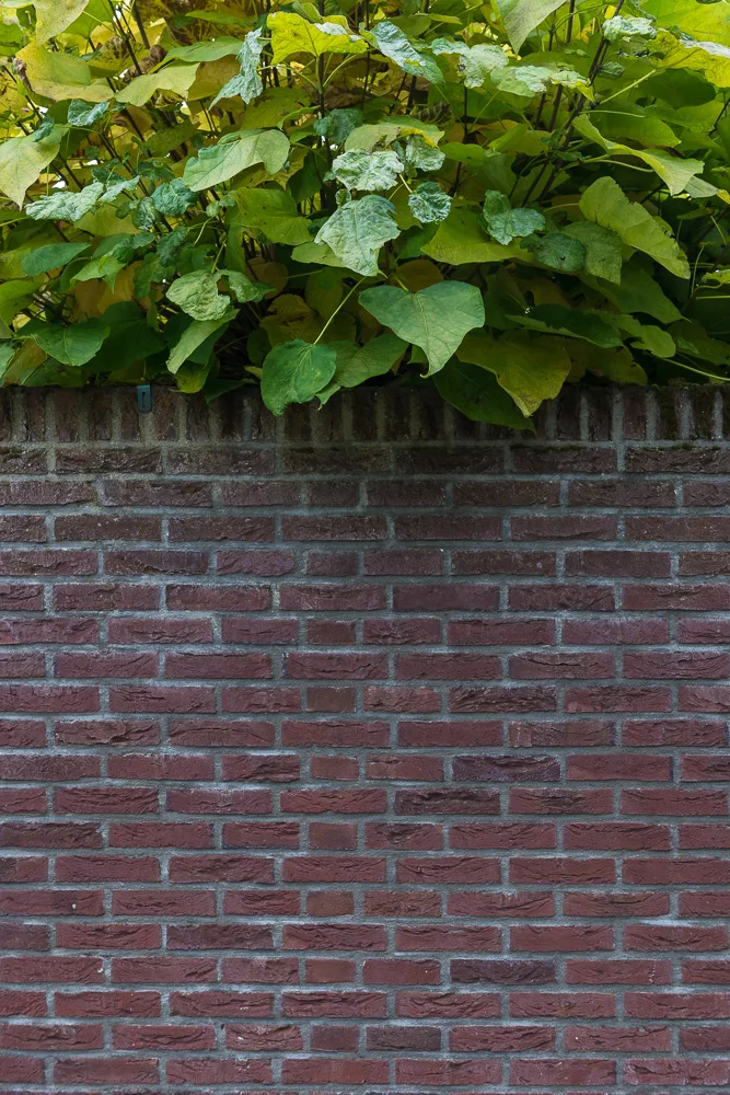 plants-1.jpg