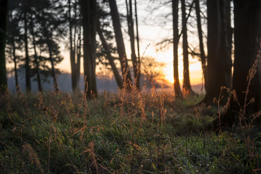 plants-4.jpg
