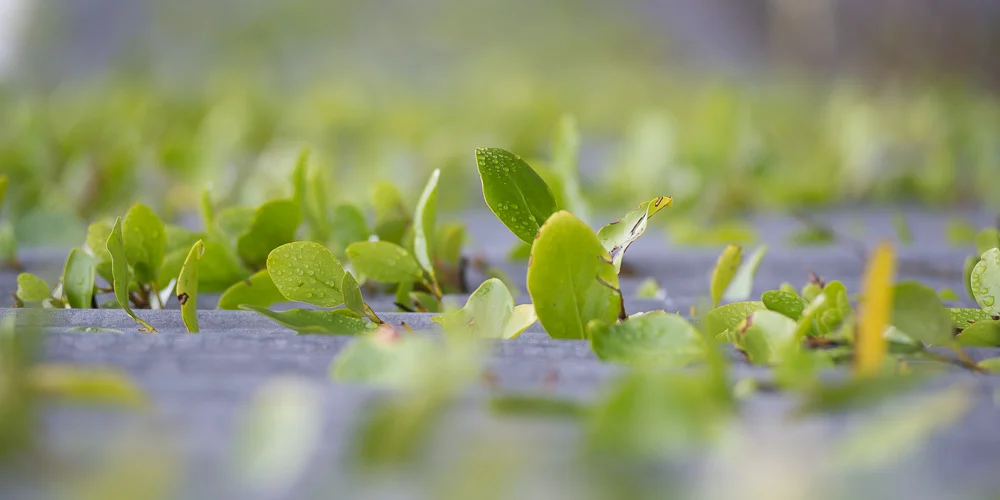 plants-8.jpg