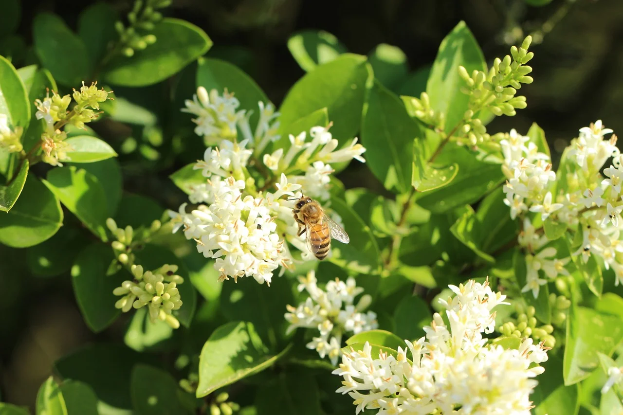bee-1034281_1280.jpg