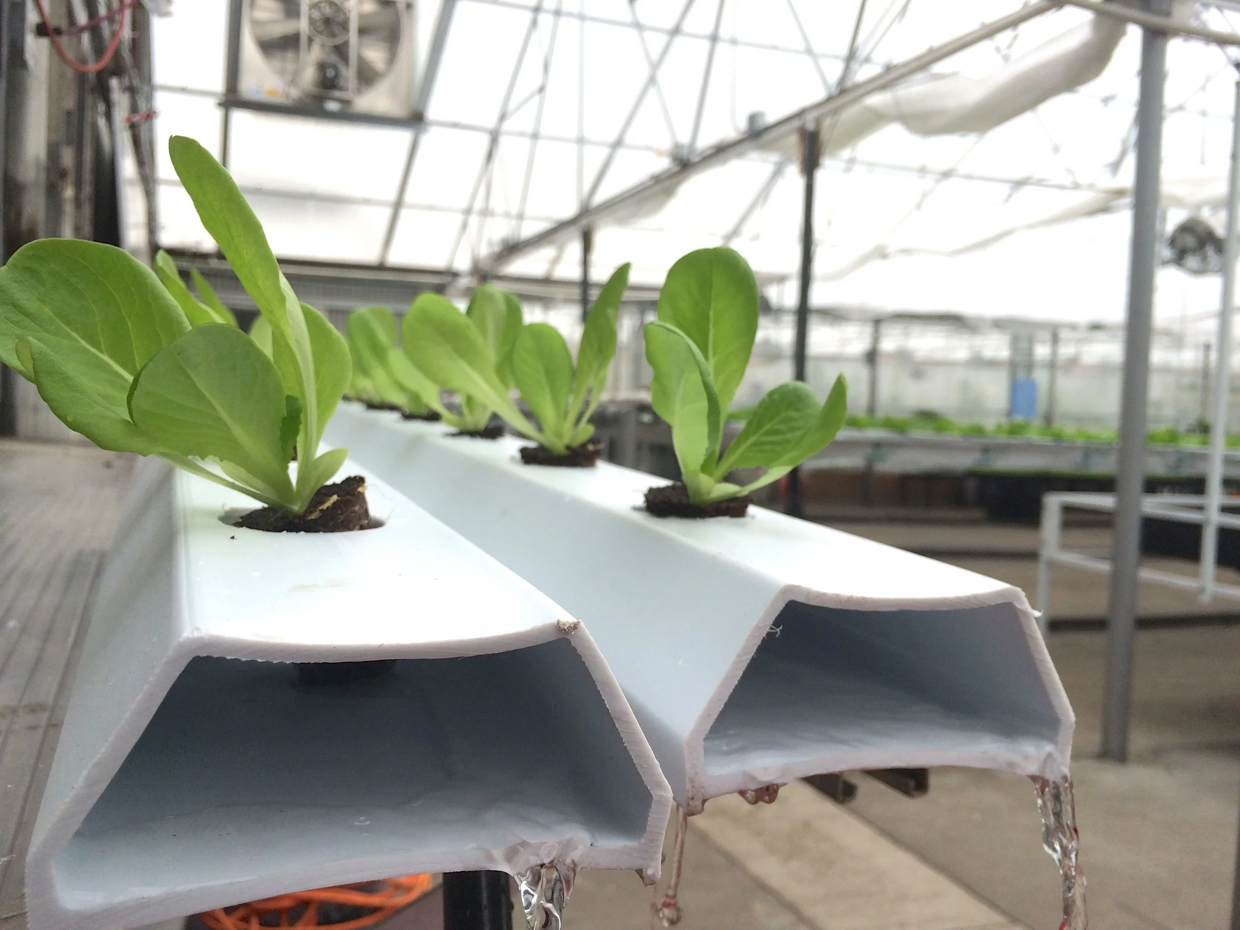 Hydroponic Workshops at The GrowHaus