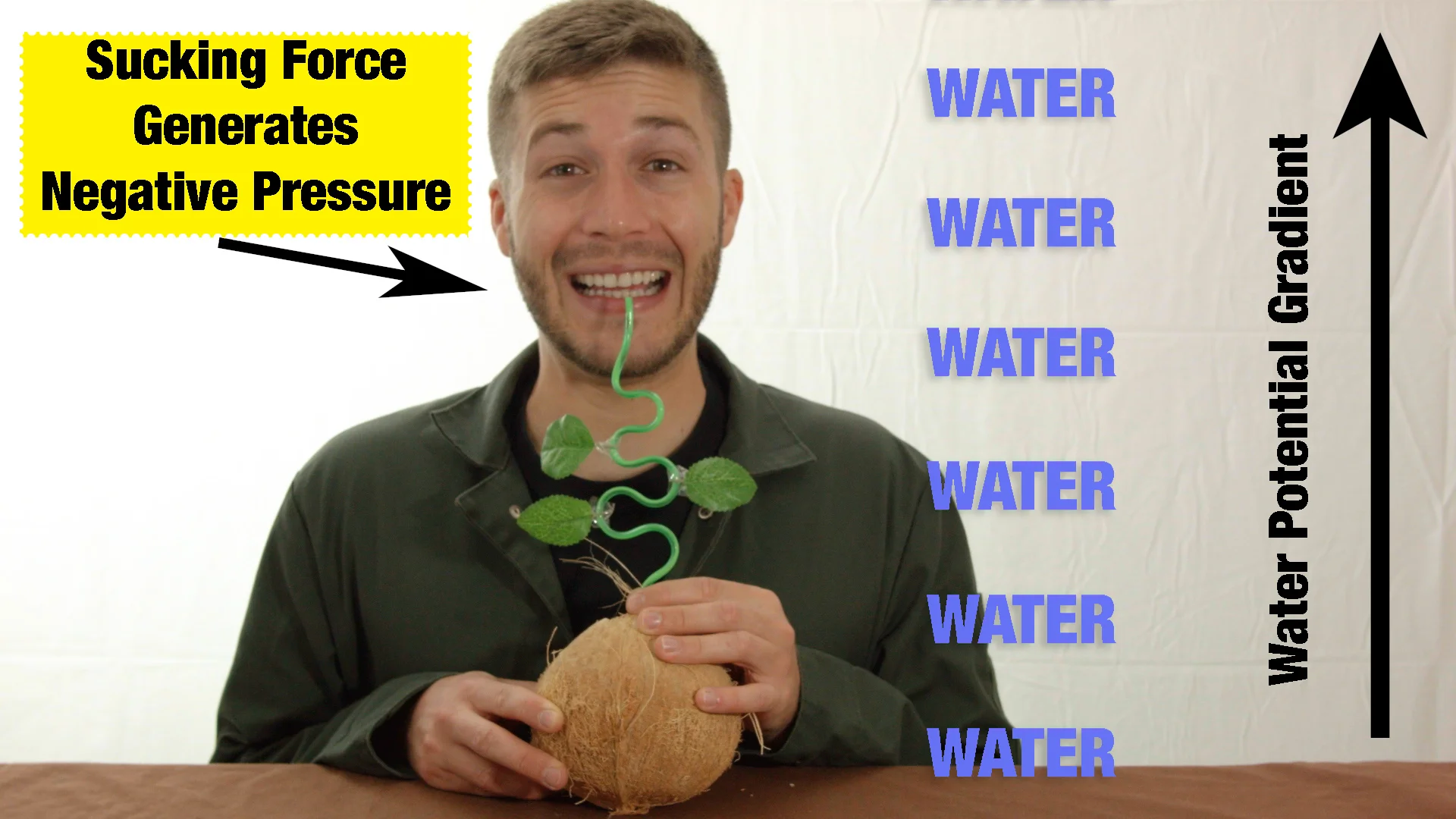 Wet Wilts and Water Uptake