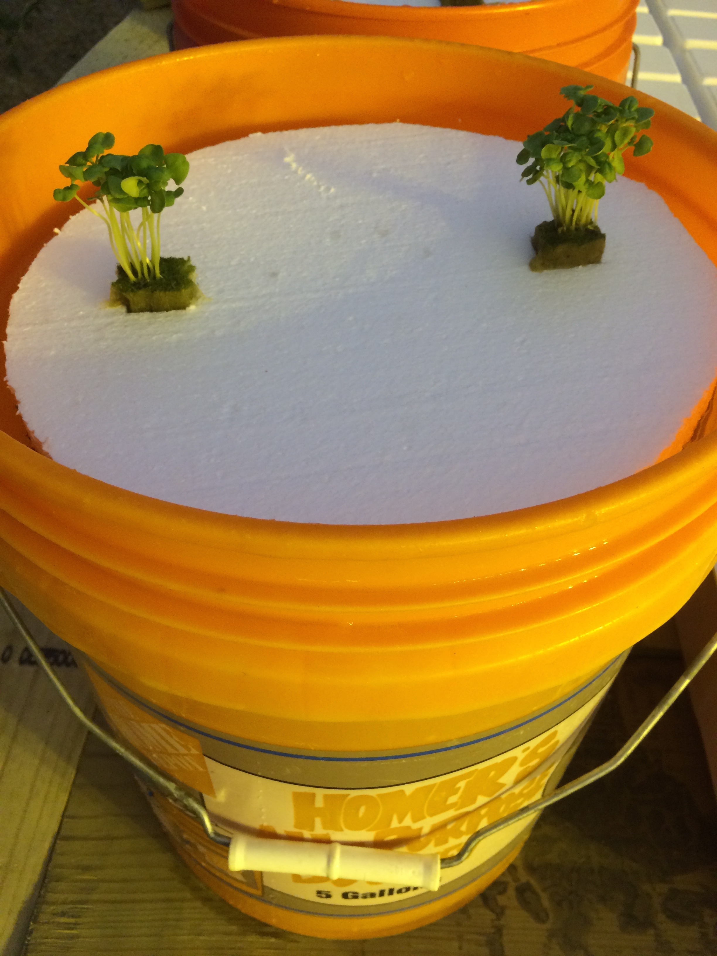 Cut holes in the foam board to fit seedling plugs. Most leafy greens should be spaced 6" apart. Fill bucket with water and mix in hydroponic fertilizer using recommended rates on fertilizer bag. For this system I used MaxiGro by General Hydroponics .