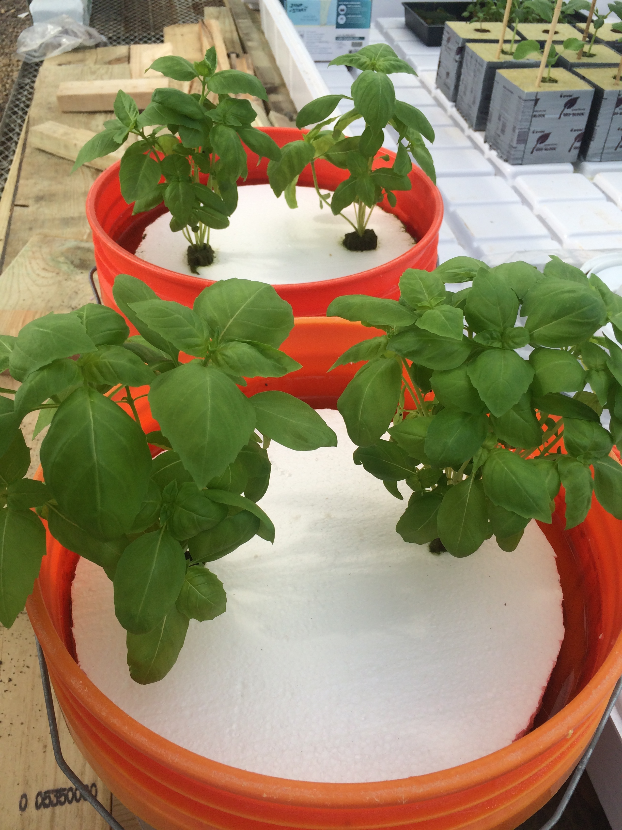 Let it grow! No need to do anything. I didn't touch this system for nearly 2 months!!