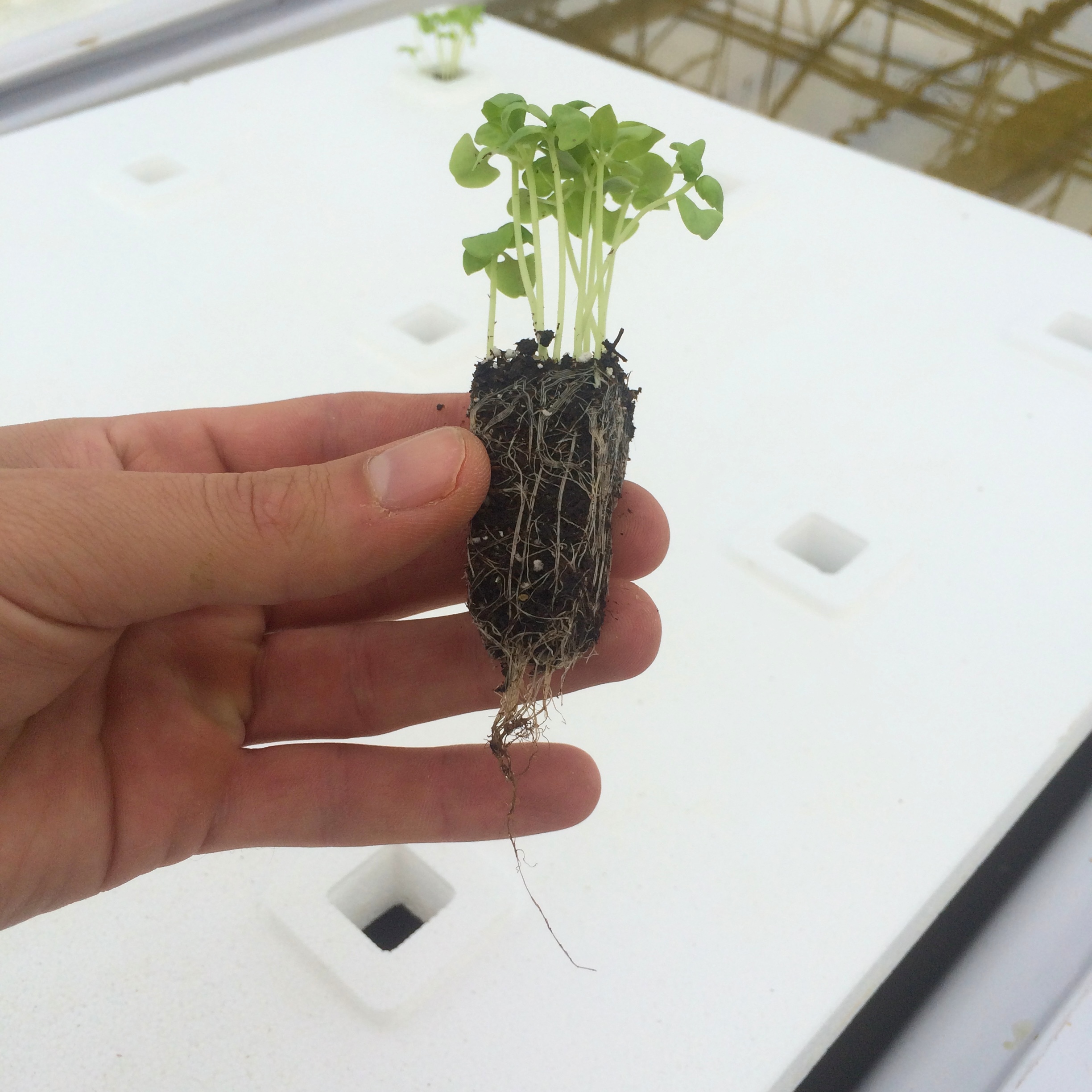 This is a well developed seedling started in soil that I transplanted into a hydroponic system.