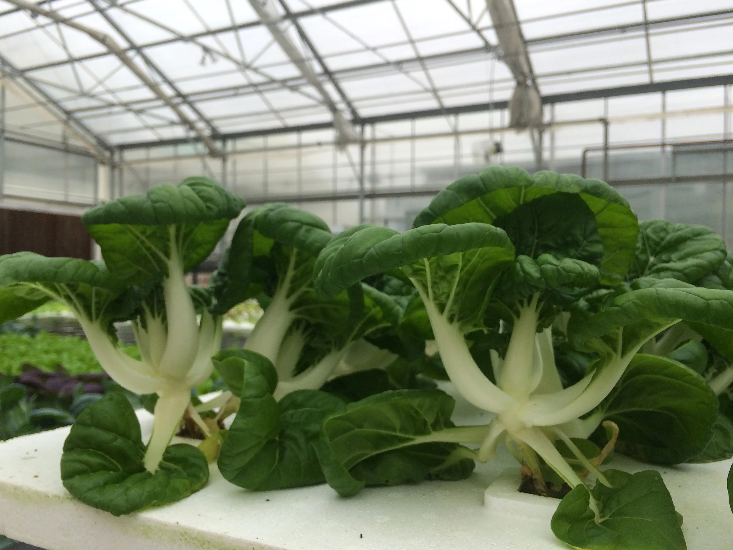 Growing Hydroponic Specialty Crops