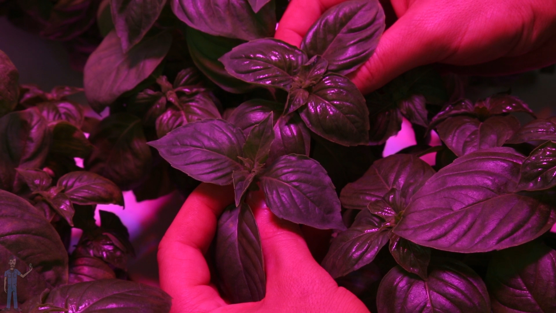 3. uvb italian basil side by side.jpg