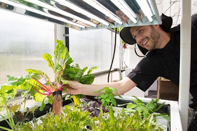 🌈 Chard = Best Roots! 🌈 Road = Worst Mario Kart 64 Level! #diyhydroponicgardensbook #manchild