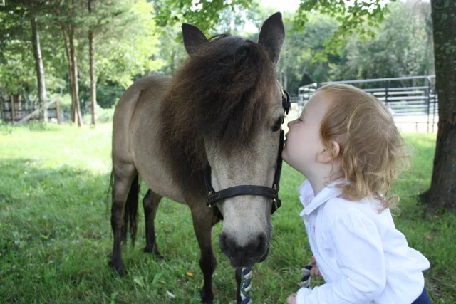 Rescue horseRH-WhinnyIvy.jpeg