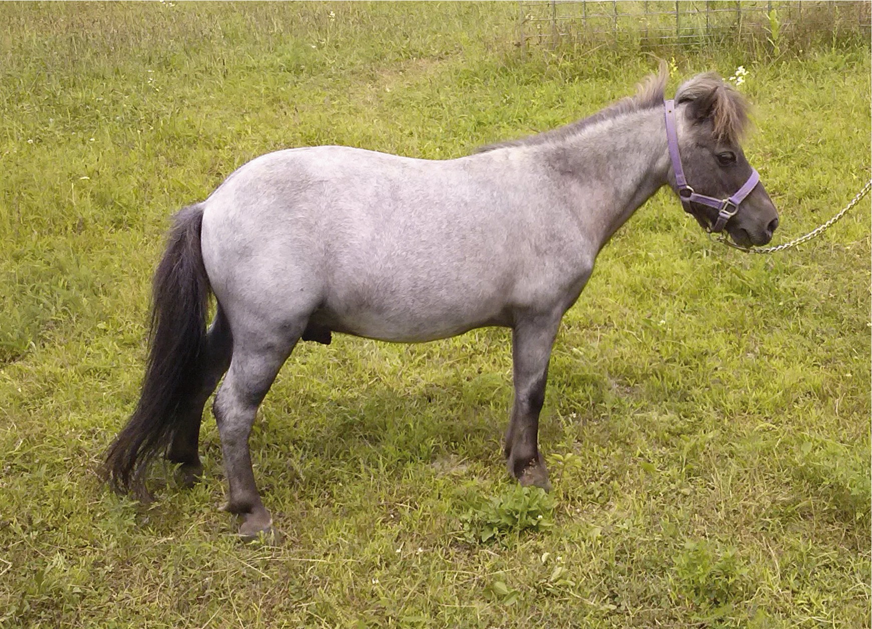 Rescue HorseRH-Thunder.jpg
