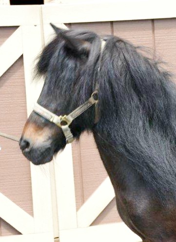 Rescue+HorseRH-CeeCeeHd.jpg