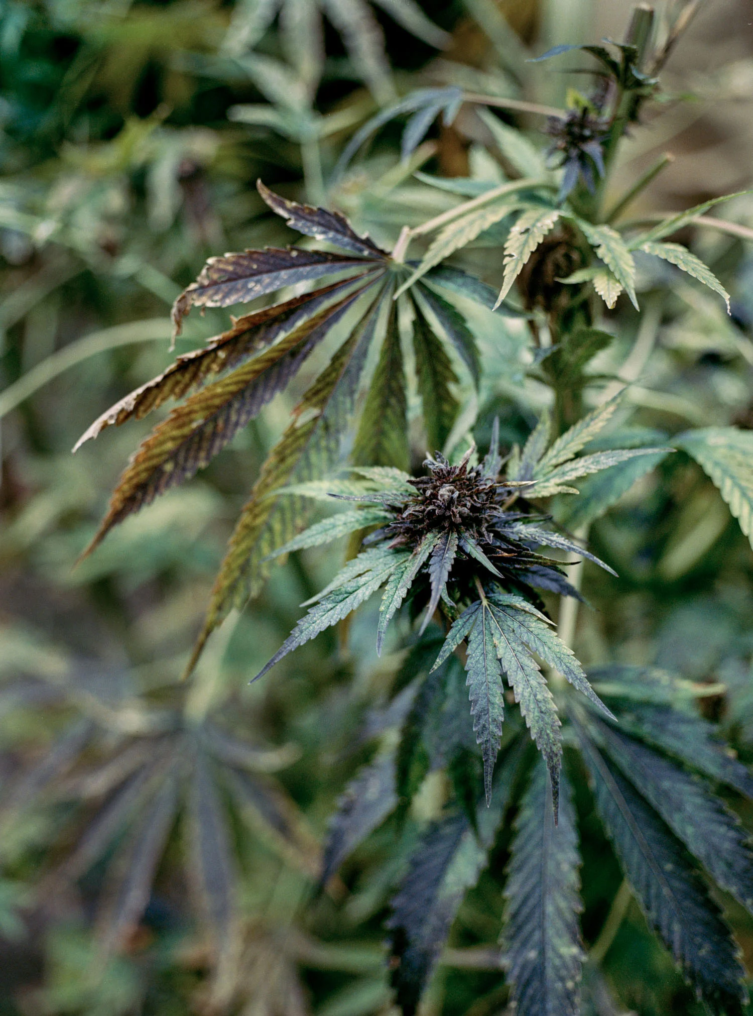 Bad Weed, Orleans, CA , 2011, Pigment print