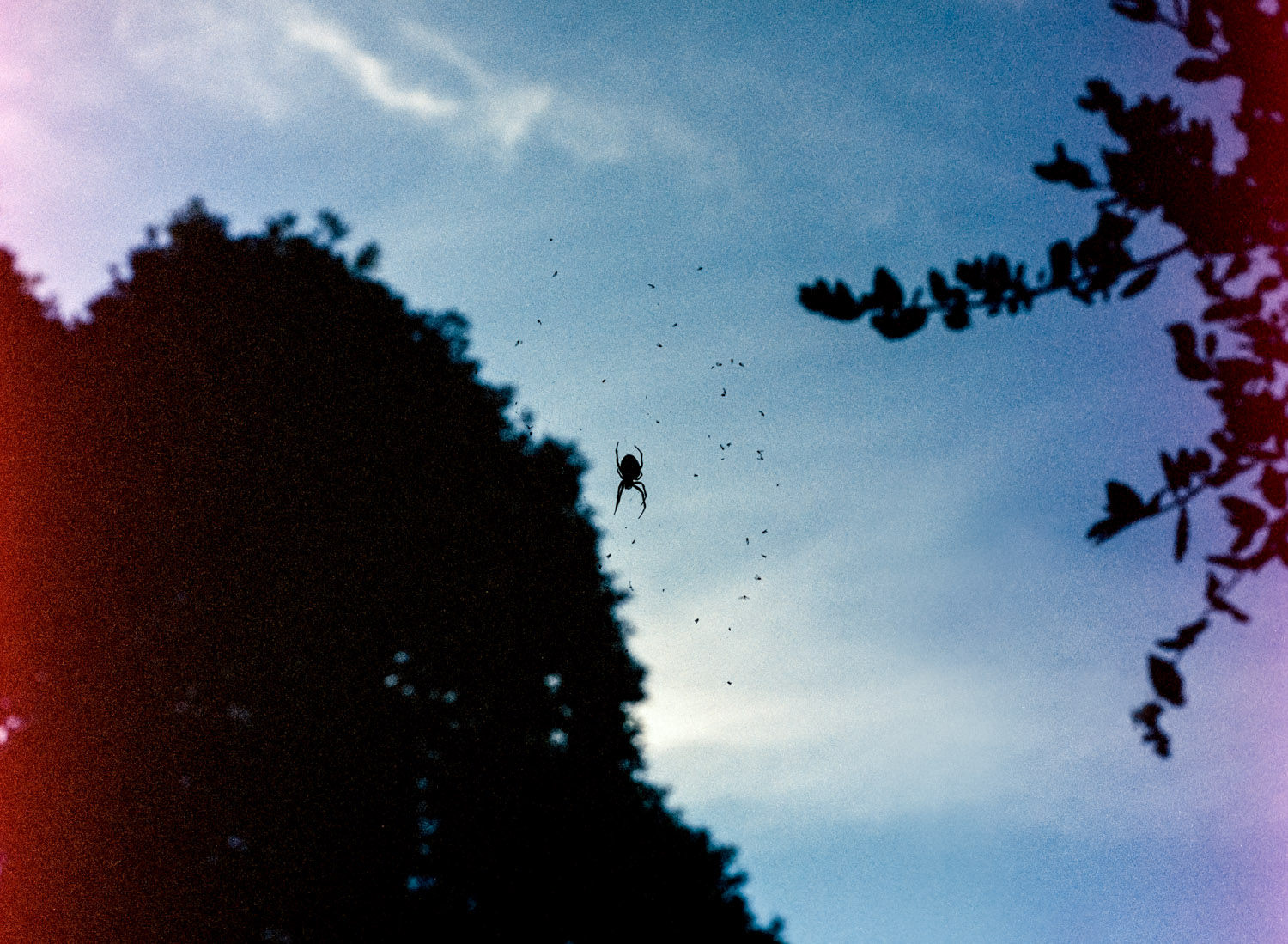   Spider, Tiburon, CA ,&nbsp;2011, Pigment print 