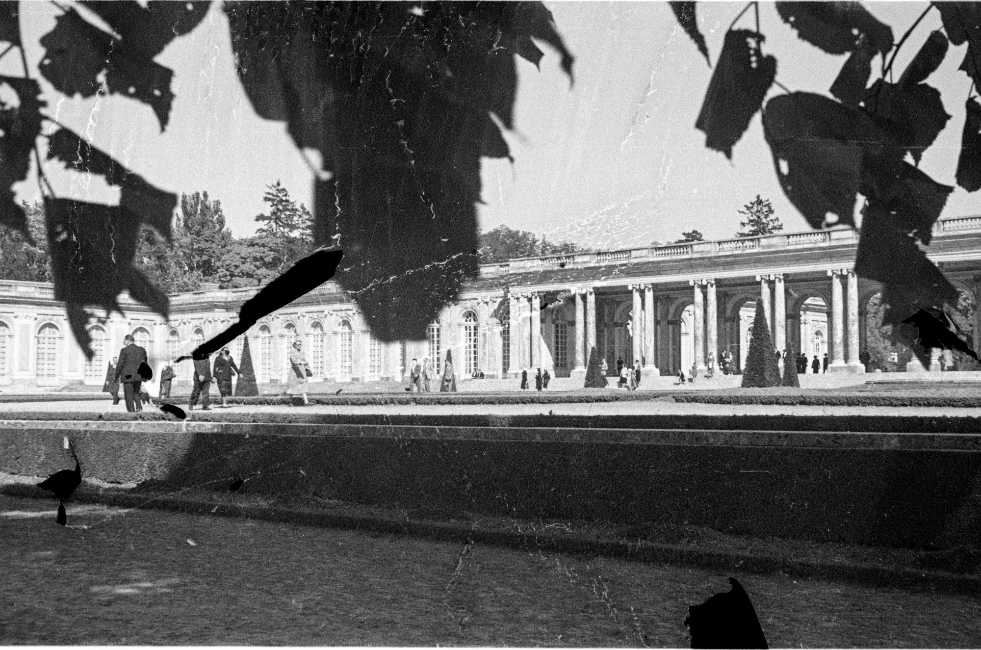 Paris_trees.jpg
