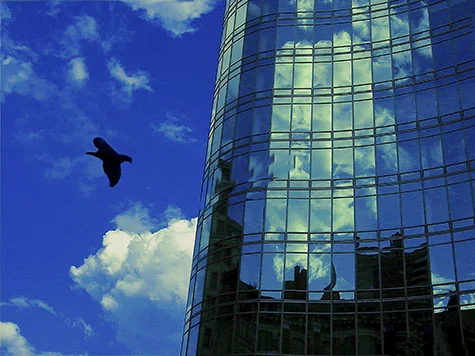 "Bird on the Wing"