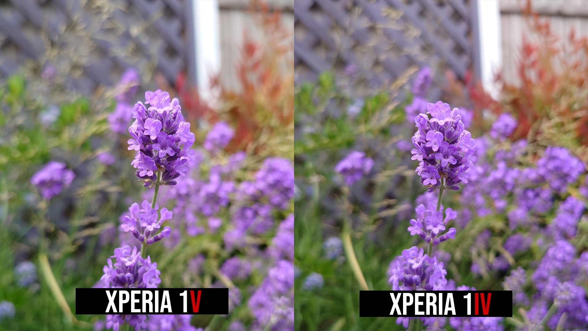 Pic 10 - blue flowers copy.jpg