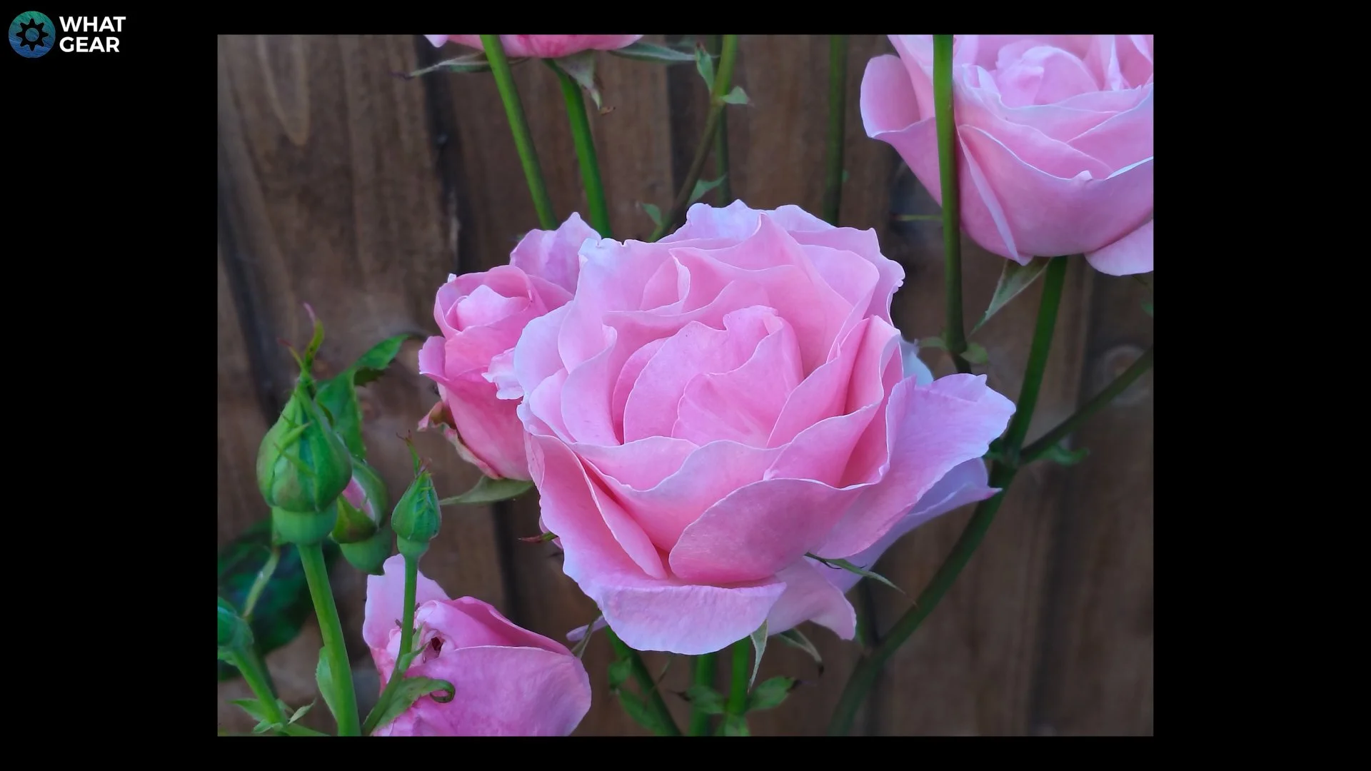 oneplus Nord CE4 Lite review camera sample 2x.jpg