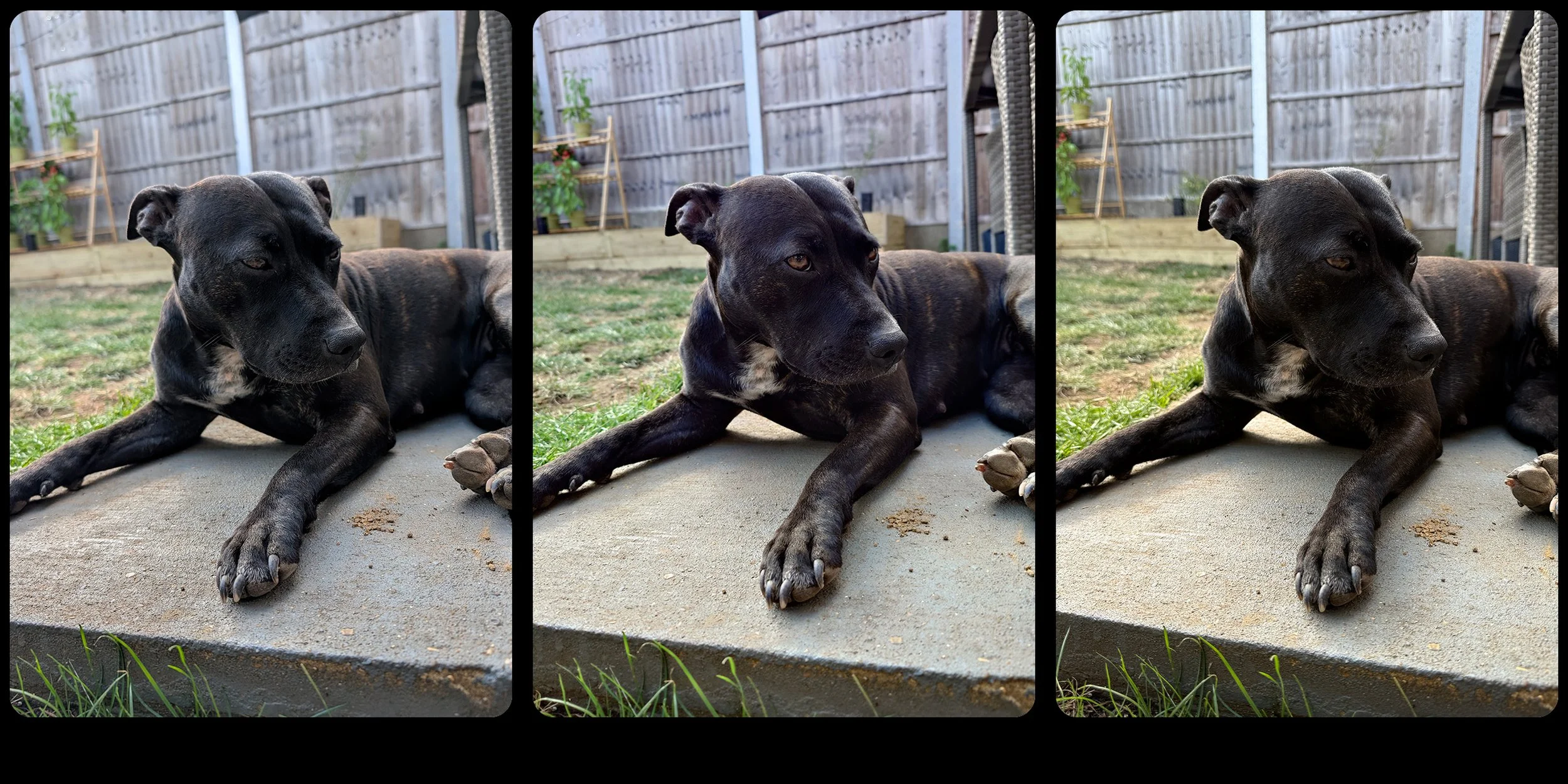 the dog.jpg