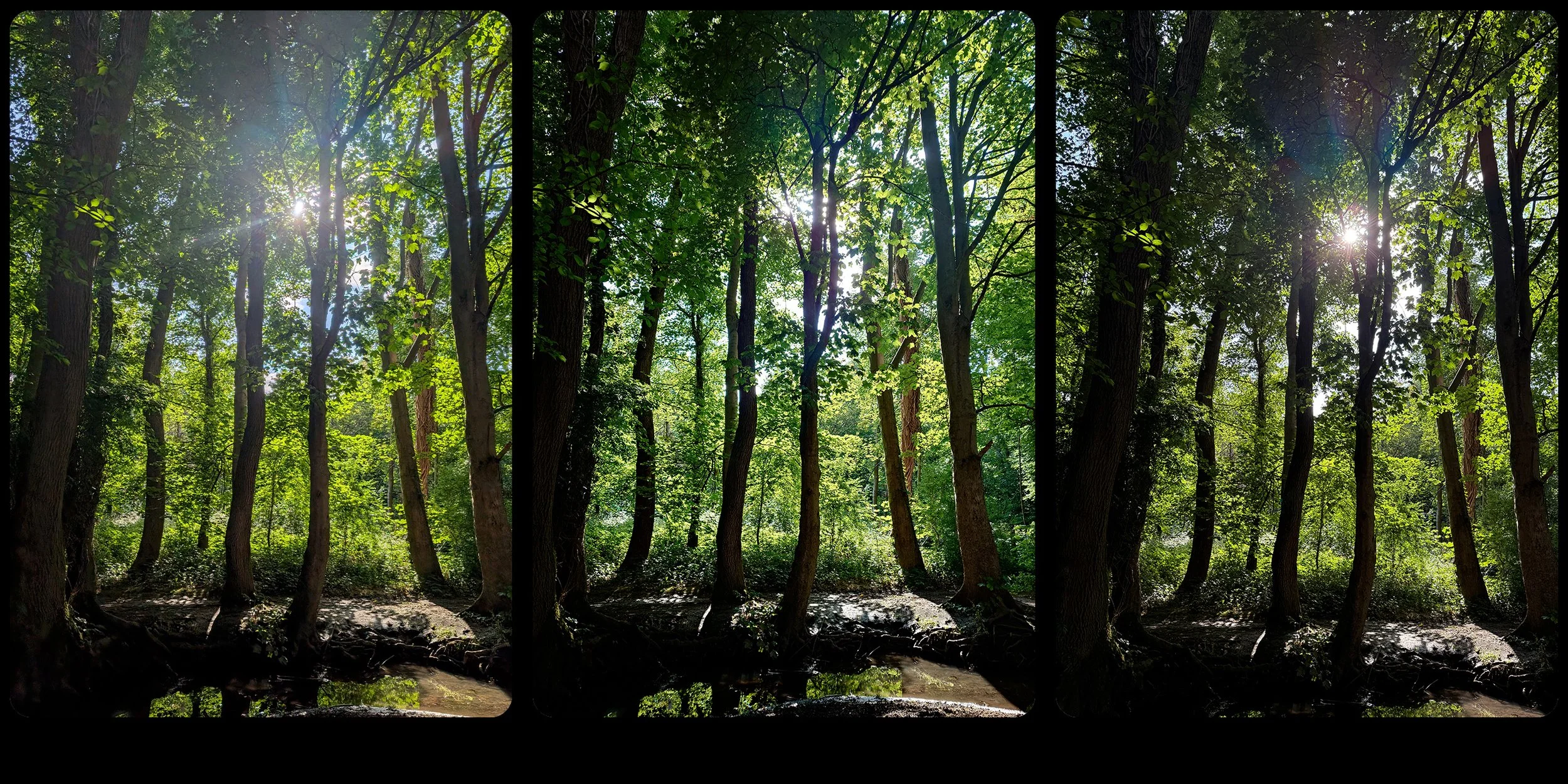 forest.jpg