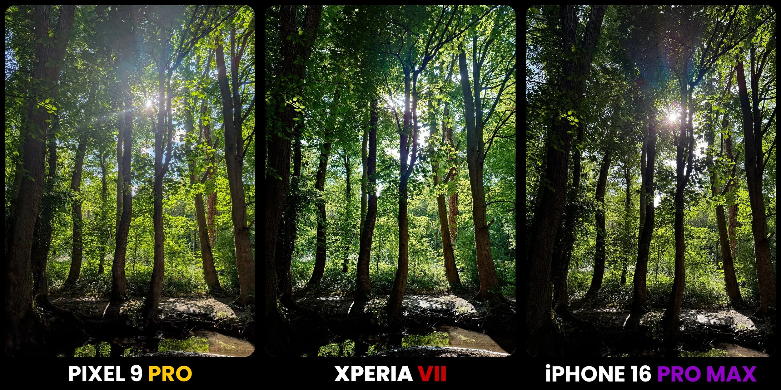 forest reveal.jpg