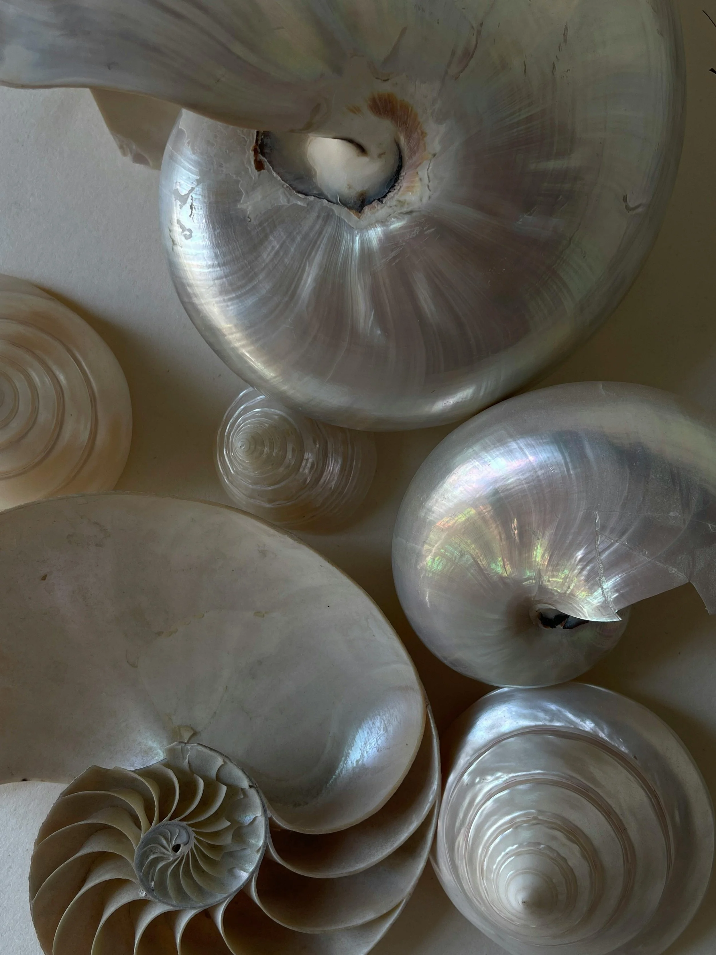 Close-up of several seashells in shades of white, cream, and pearl, including nautilus shells and conch shells, arranged on a surface.