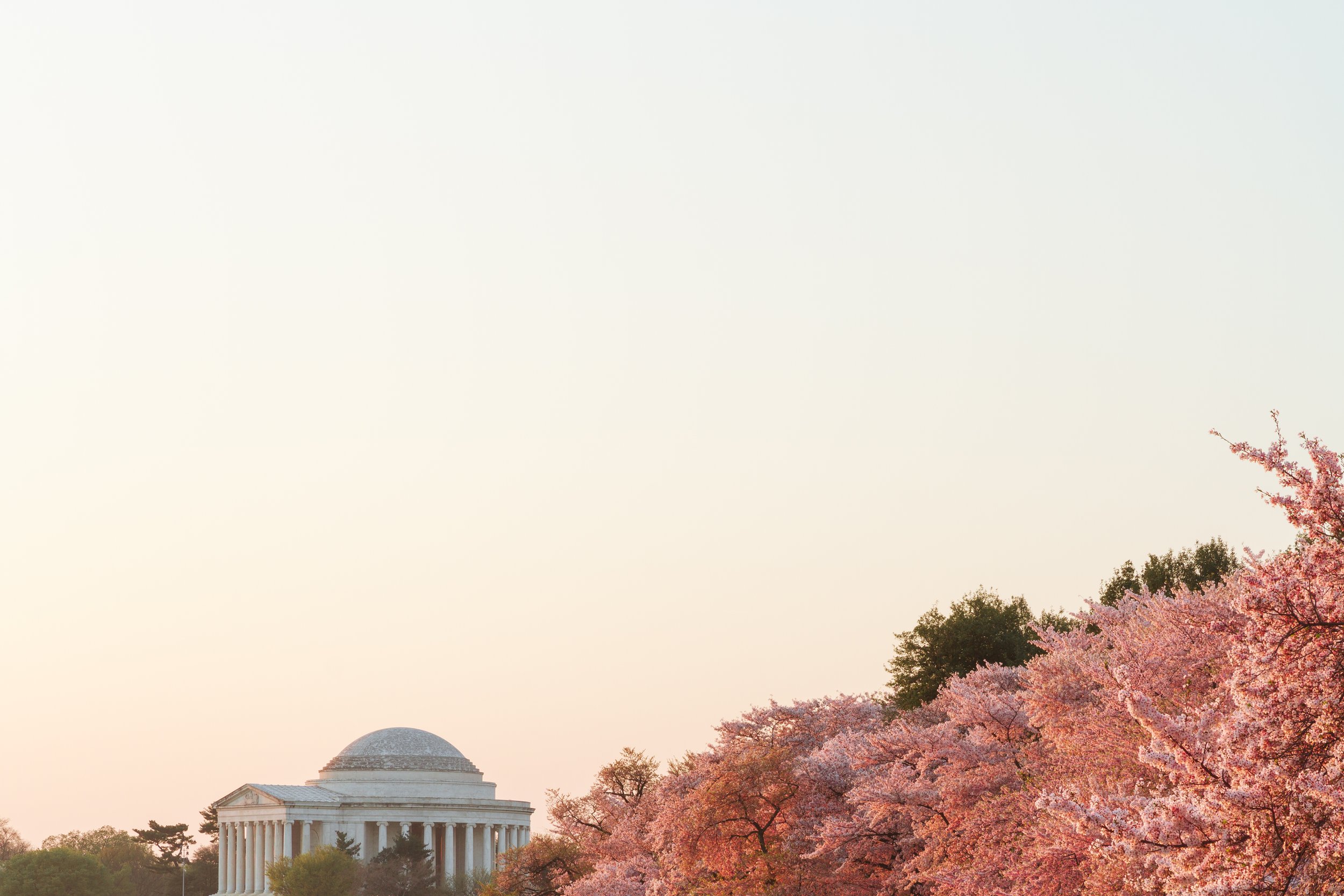 Cherry-Blossoms-94.jpg