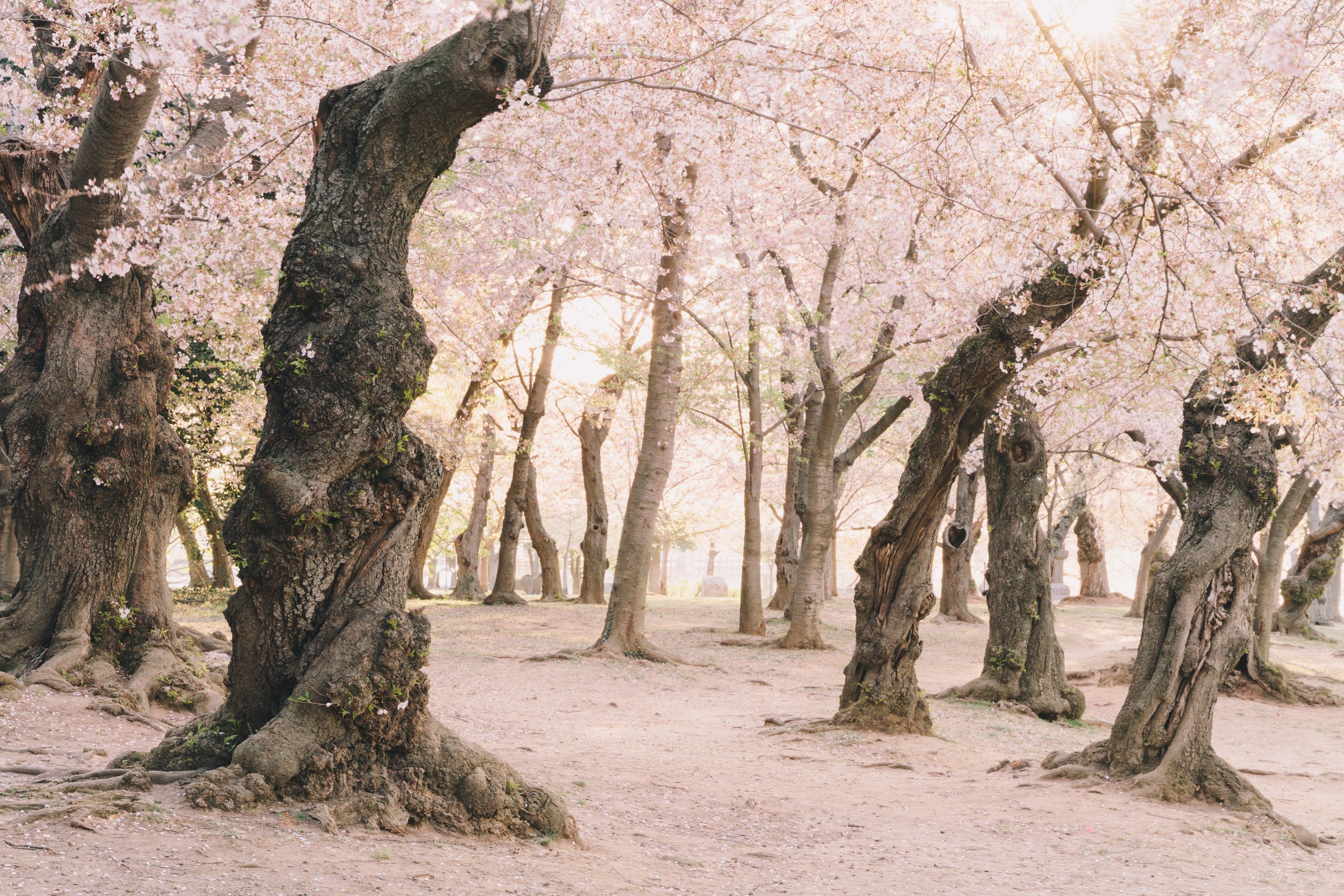 Cherry-Blossoms-106.jpg