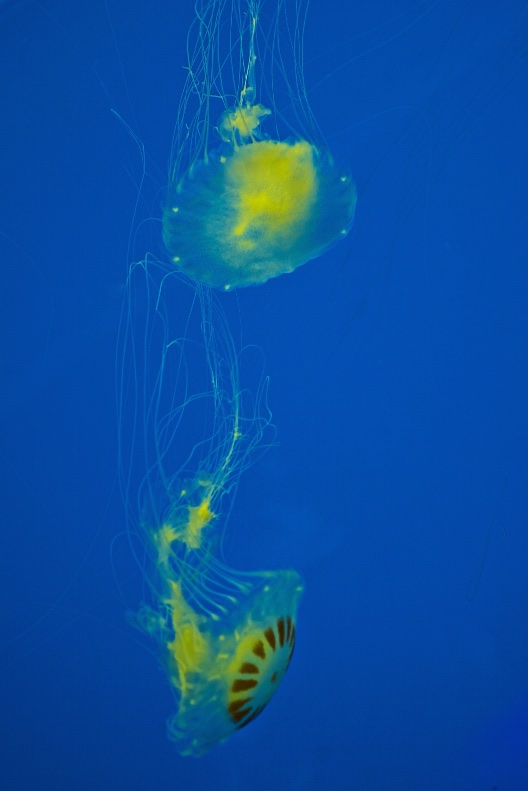 Jellyfish ballet.