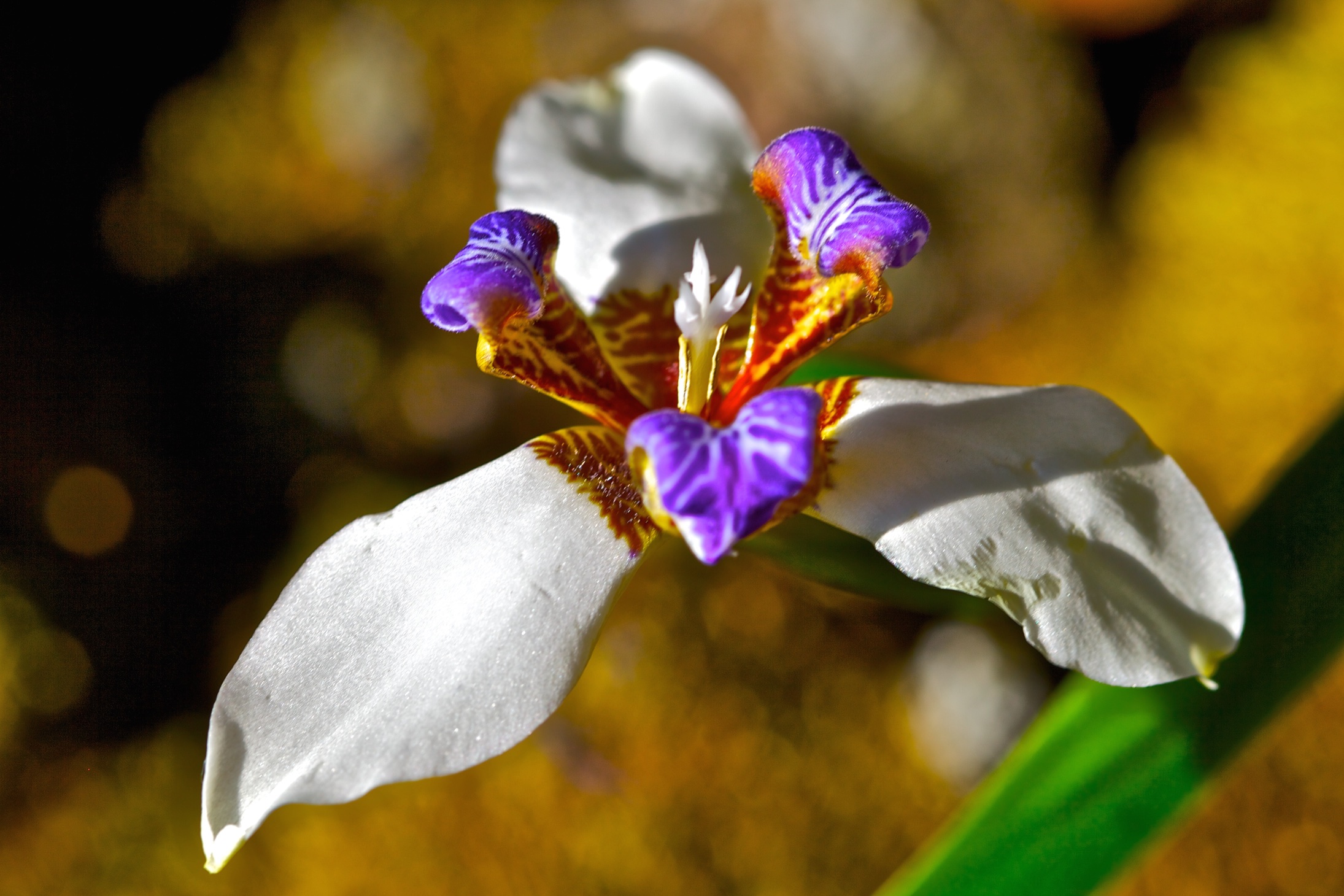 The flower lasts merely one day.