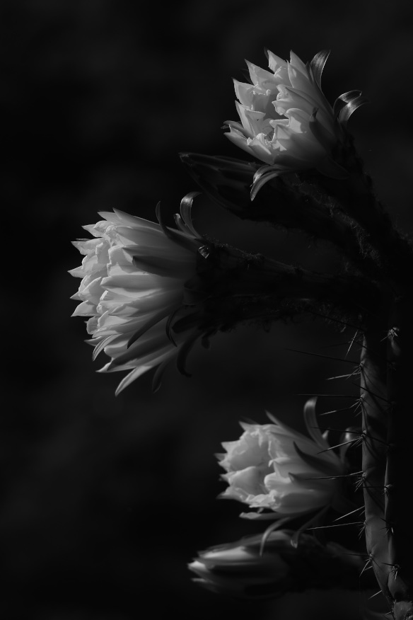 A cactus that flowers every twenty years for merely three days.