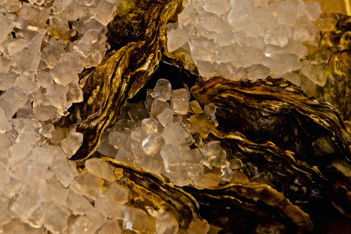 Oysters on ice.