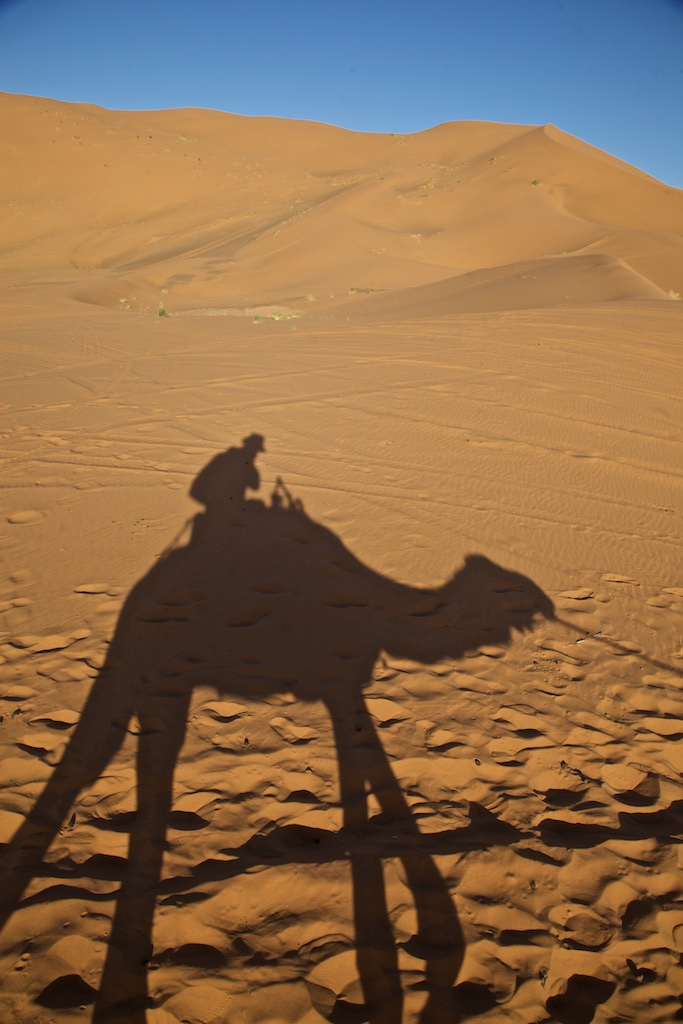 Early desert morning camel experience.