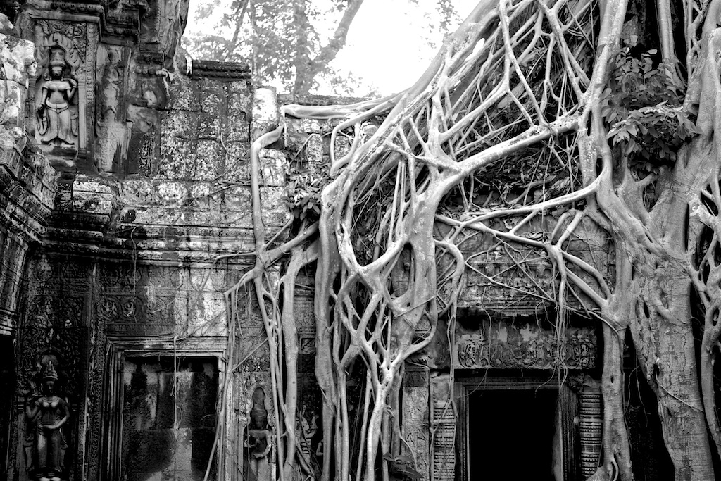 Overgrown, re-discovered temple in Siem Reap, Cambodia.