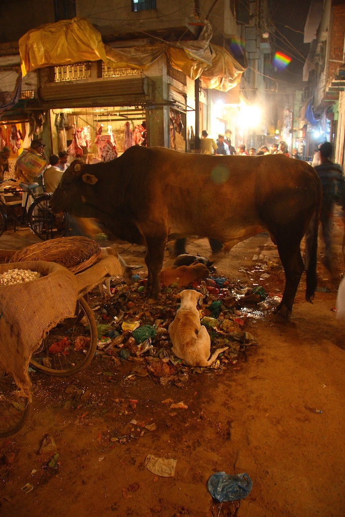 Street scene with holy cow. Varanasi, India.
