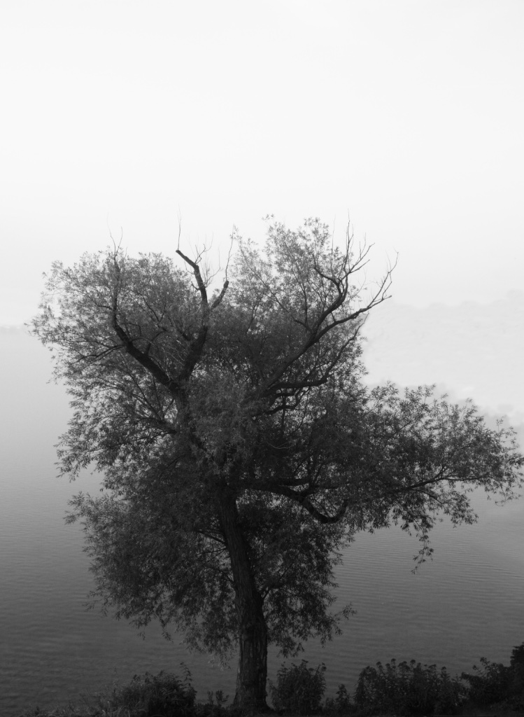 The tree by the lake from where the sailors left to never return.