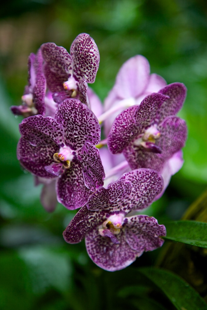 The orchid is the most prevalent kind of flower in the world. Singapore.