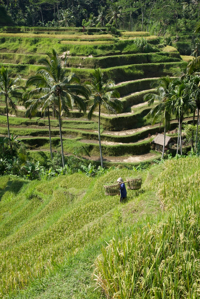 Rice harvest. Bali, Indonesia.