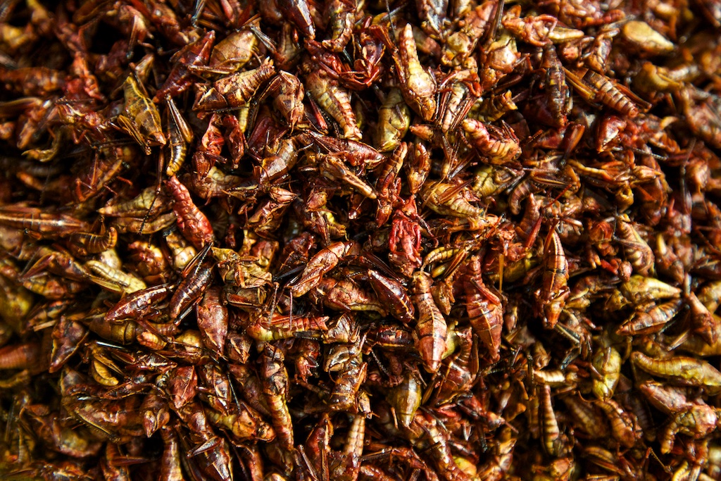 Mexican grasshopper delicacy.