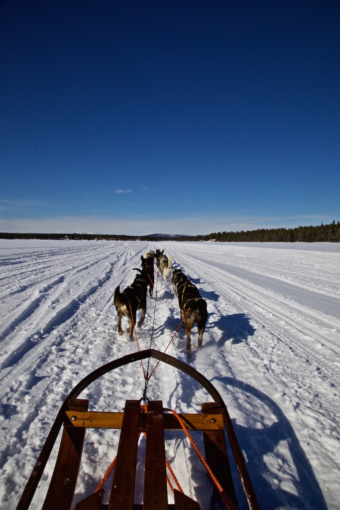 Dog-sledding north of the Arctic Circle. Jukkasjärvi, Sweden.